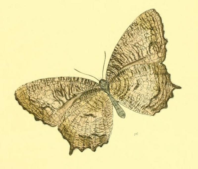 MelyniasTimandra139 1c