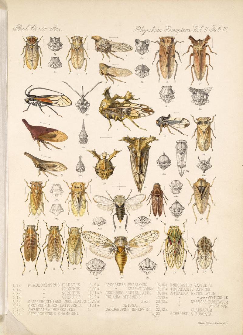 Membracidae