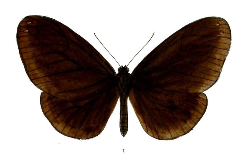 MenamaSimulatrix 18 1