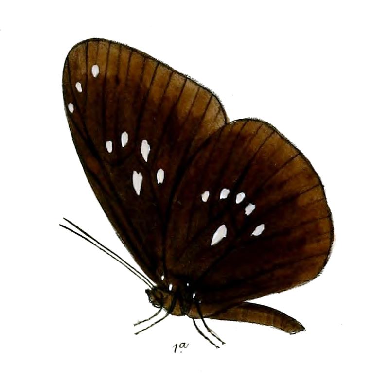 MenamaSimulatrix 18 1a