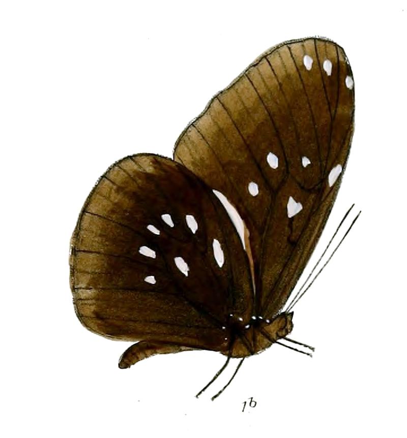 MenamaSimulatrix 18 1b