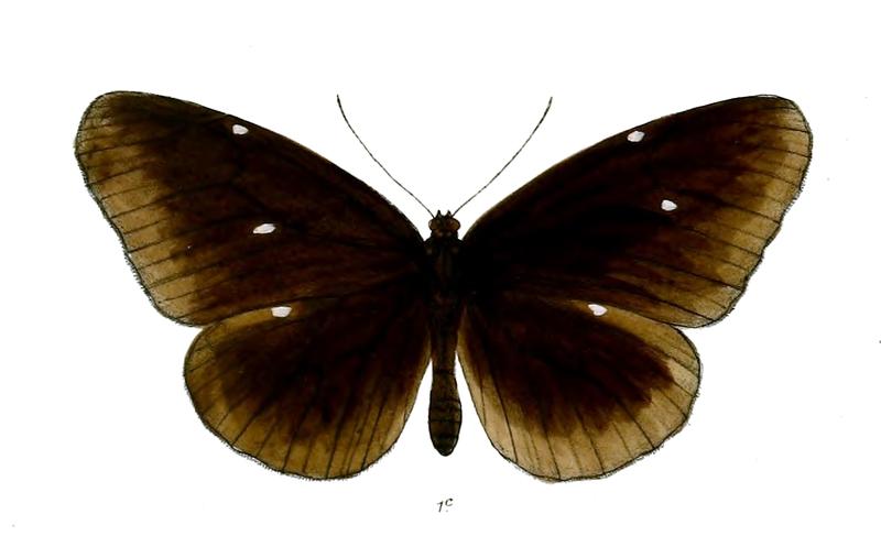 MenamaSimulatrix 18 1c