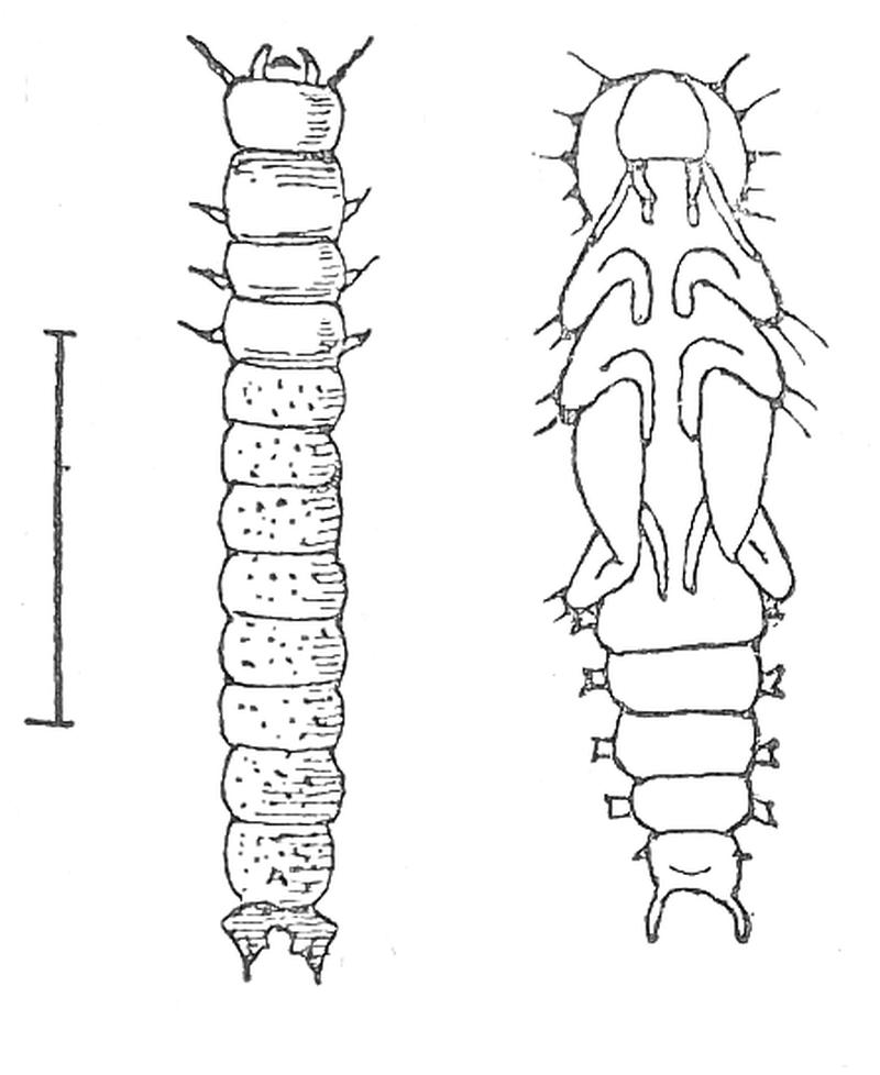 Menephilus larva pupa