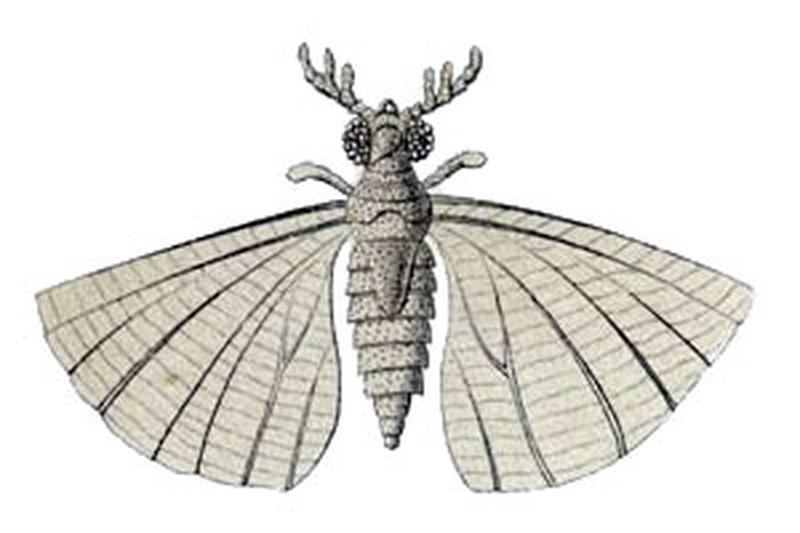 Mengea tertiaria