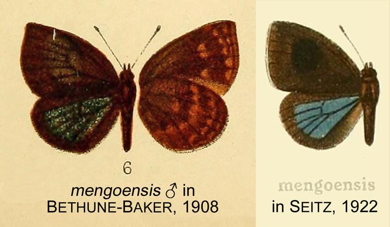 Mengoensis inBethBak Seitz