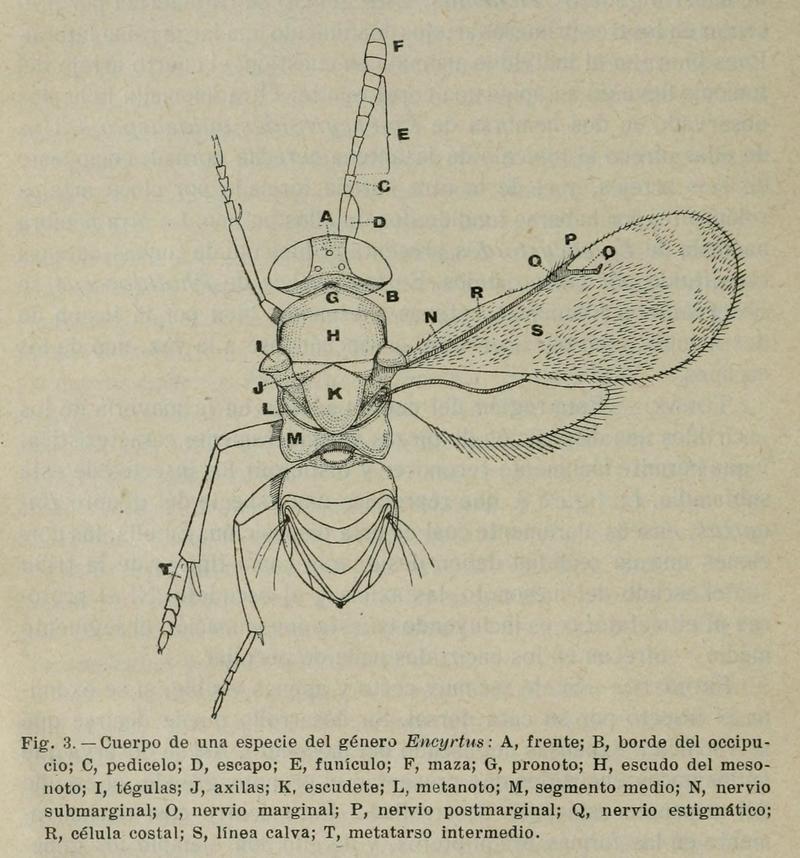 Mercet Fauna ibérica Himenópteros, fam encírtidos Fig3