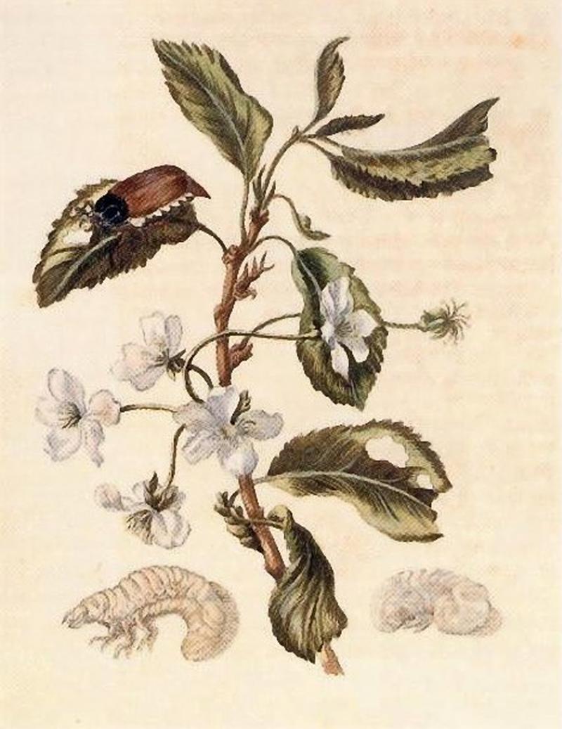 Merian Raupenbuch