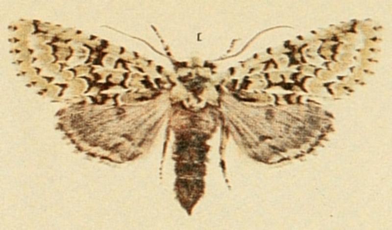 Merveille-du-Jour Moths of the British Isles