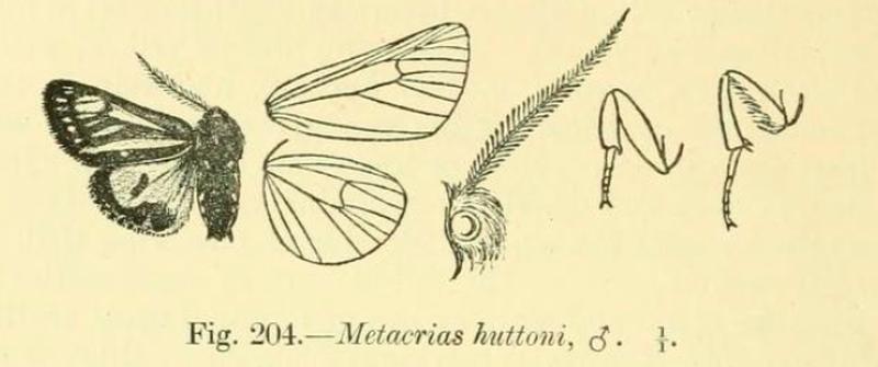 Metacrias huttoni male Hampson