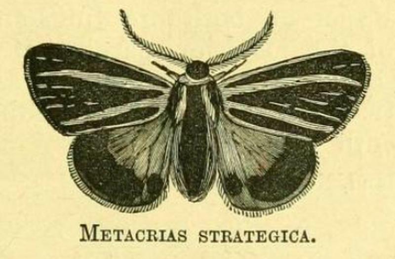 Metacrias strategica by George Vernon Hudson