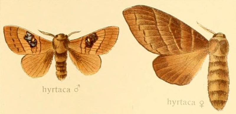 Metanastria hyrtaca Seitz 1909