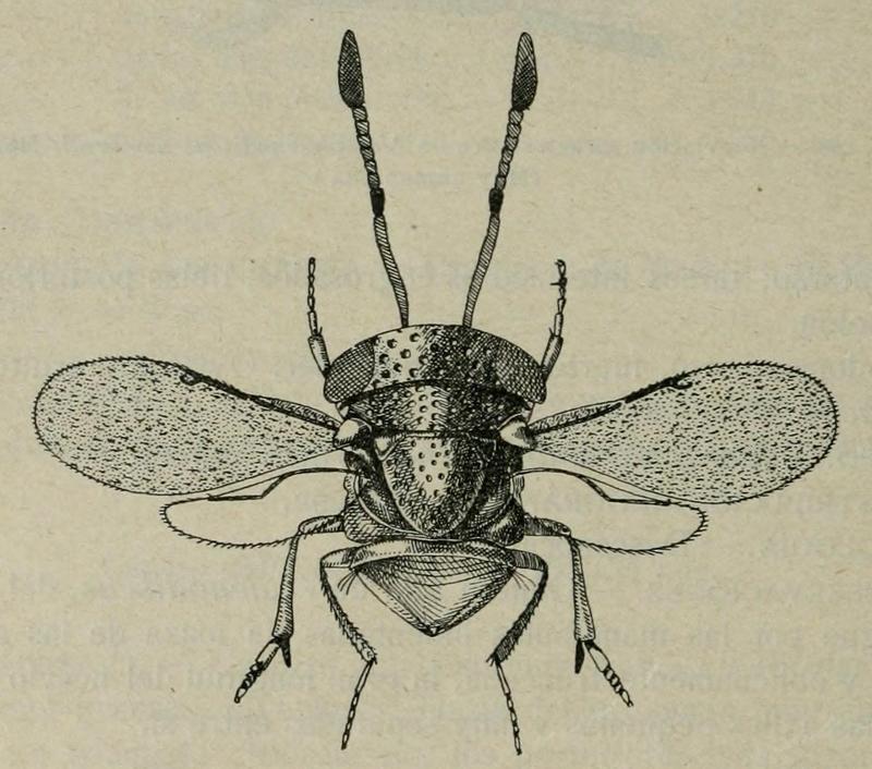 Metaphaenodiscus nemoralis, female, Spain