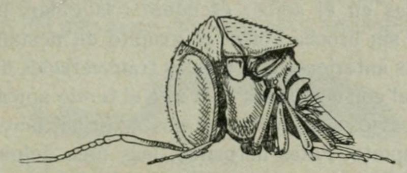 Metaphaenodiscus nemoralis, female, lateral view