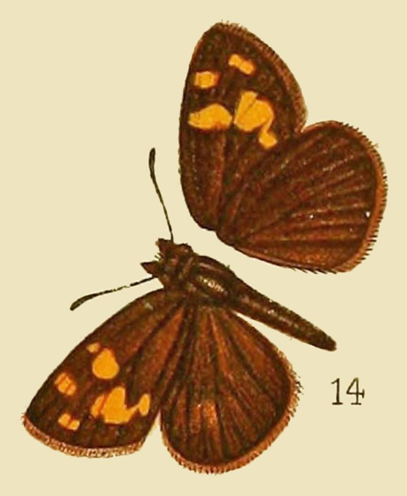 Metisella kamboveNeave1910OD
