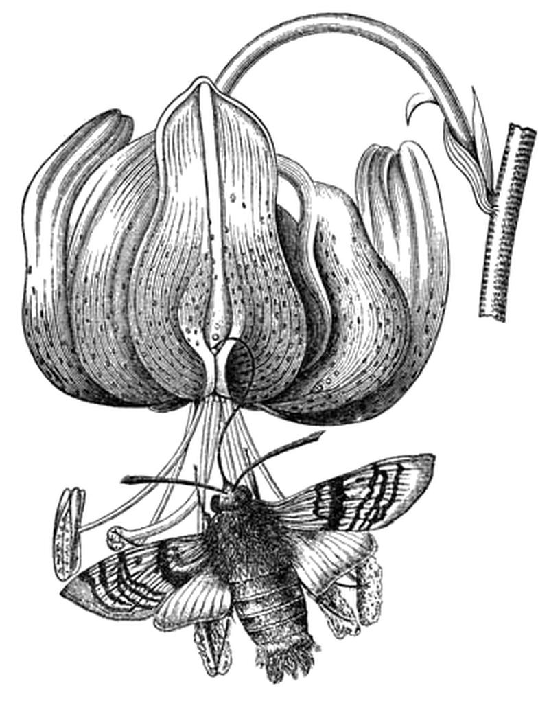 Meyers b3 s0075 b1