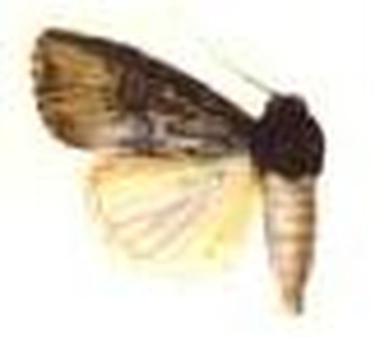 Micragrotis interstriata