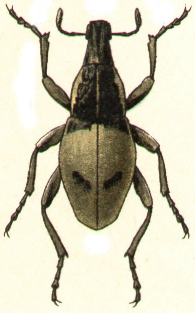 Microcleonus panderi