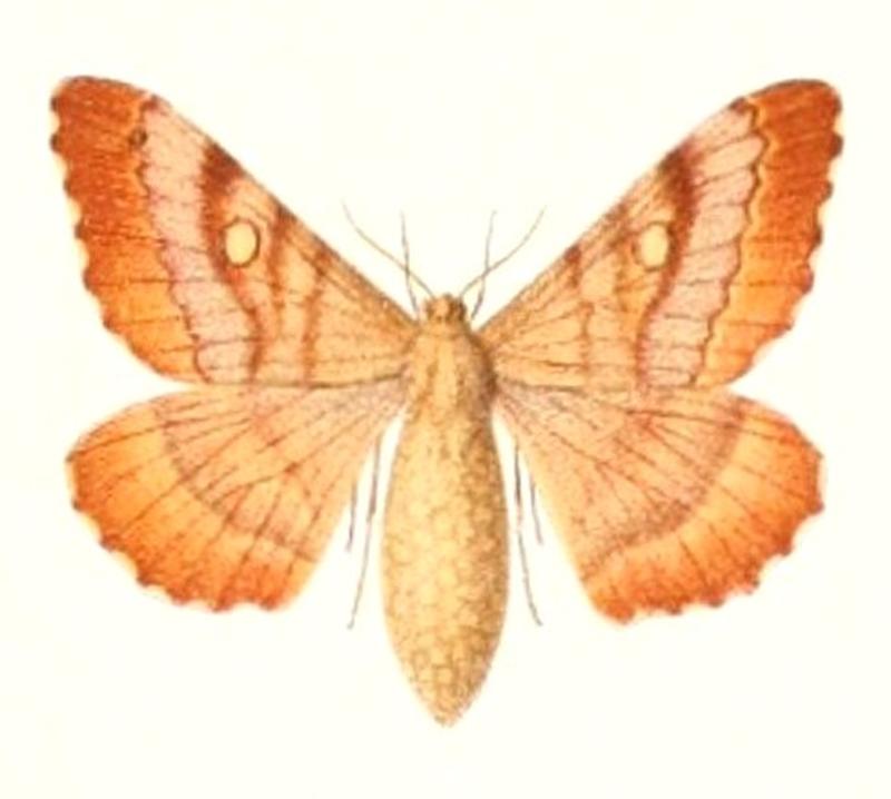 Microdulia mirabilis female 1895