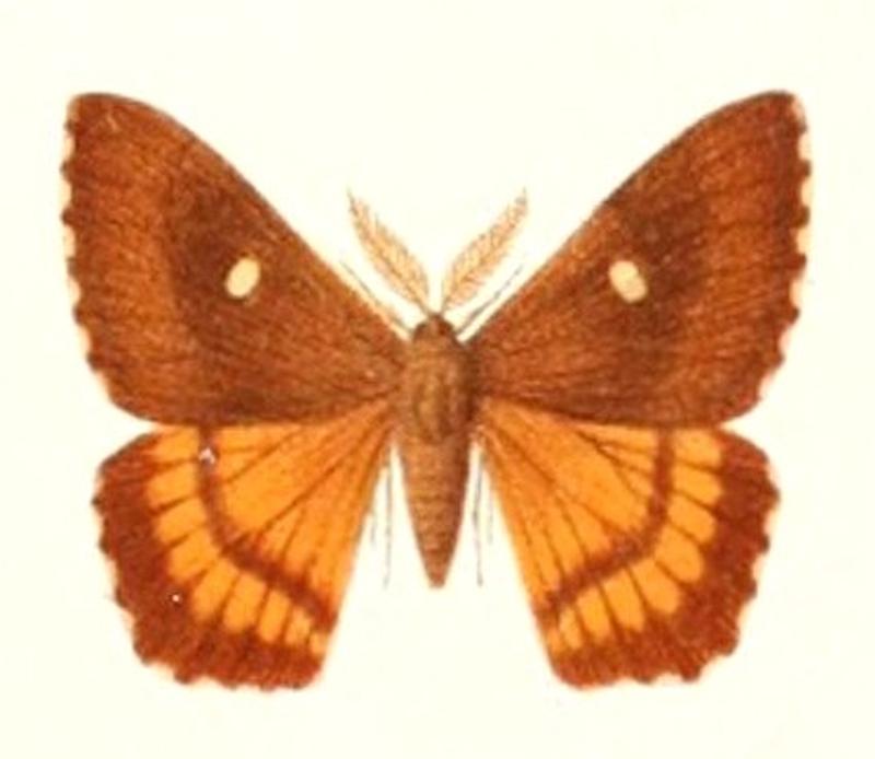 Microdulia mirabilis male 1895