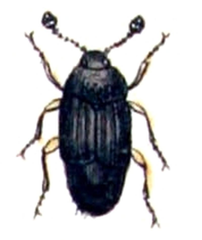 Micropeplus.porcatus.-.calwer.13.06