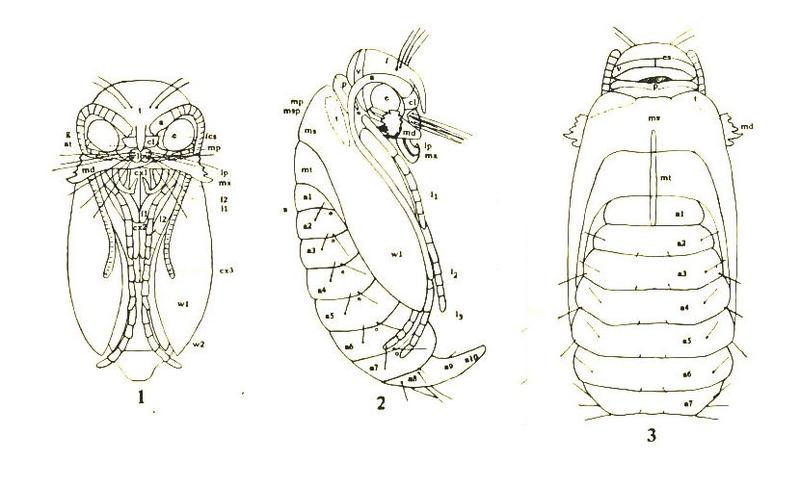 Micropterygid pupae