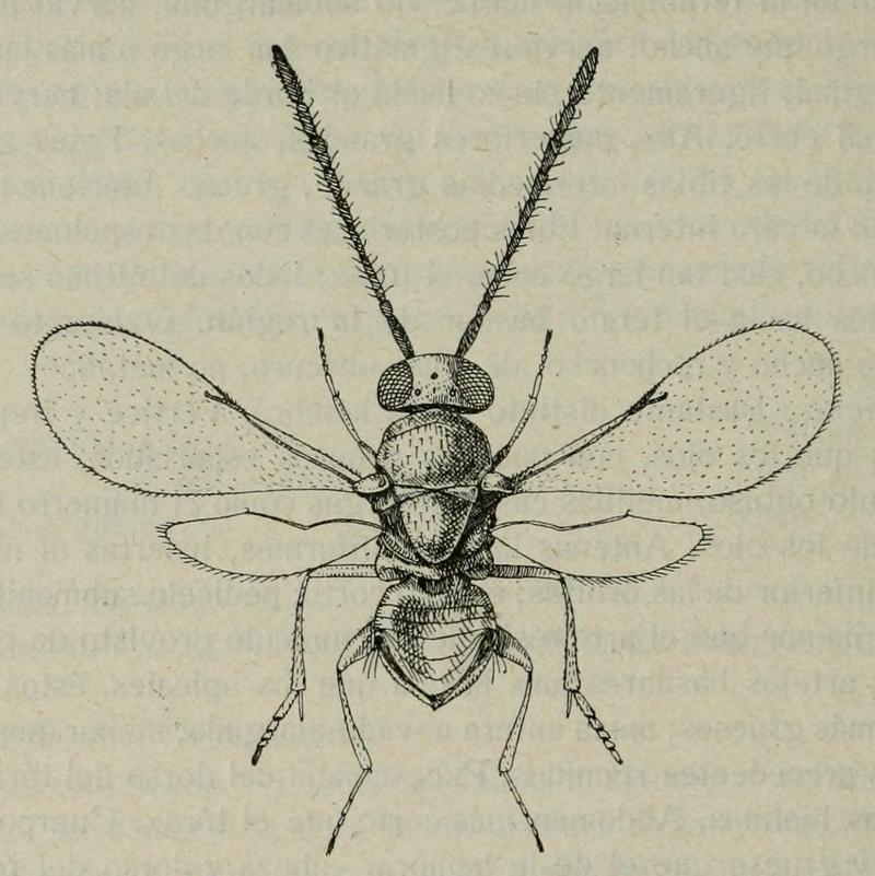Microterys dimorphus, female, Spain