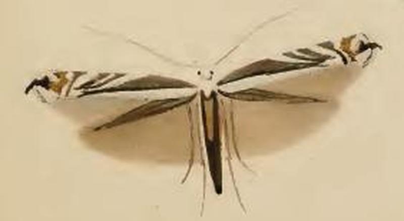 Micrurapteryx kollariella ill