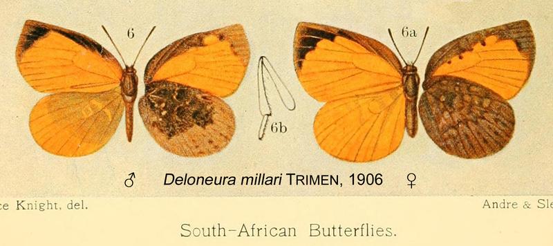millari from original description