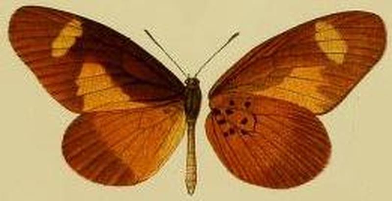 Mimacraea landbecki1