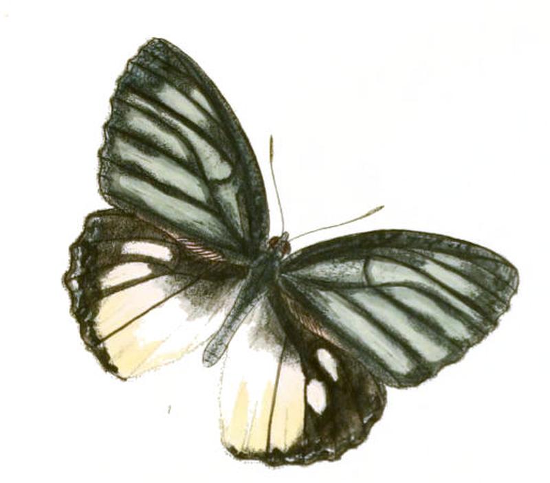 MimadeliasBurmensis143 1