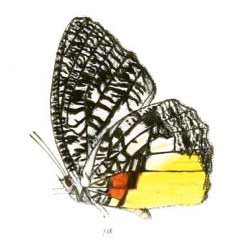 MimadeliasBurmensis143 1a