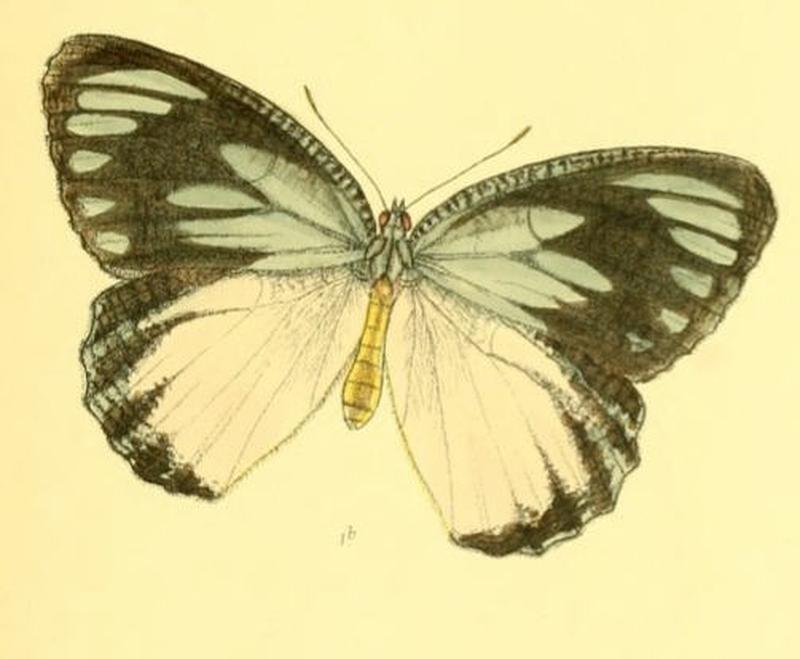 MimadeliasBurmensis143 1b