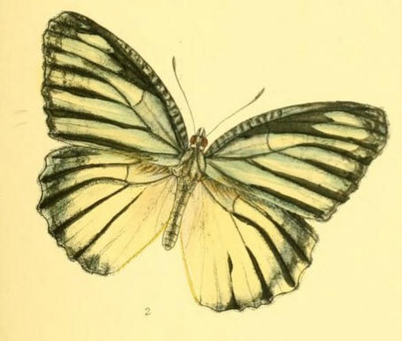 MimadeliasDeva142 2