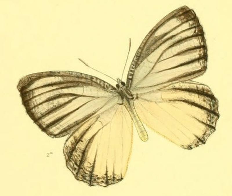 MimadeliasDeva142 2a