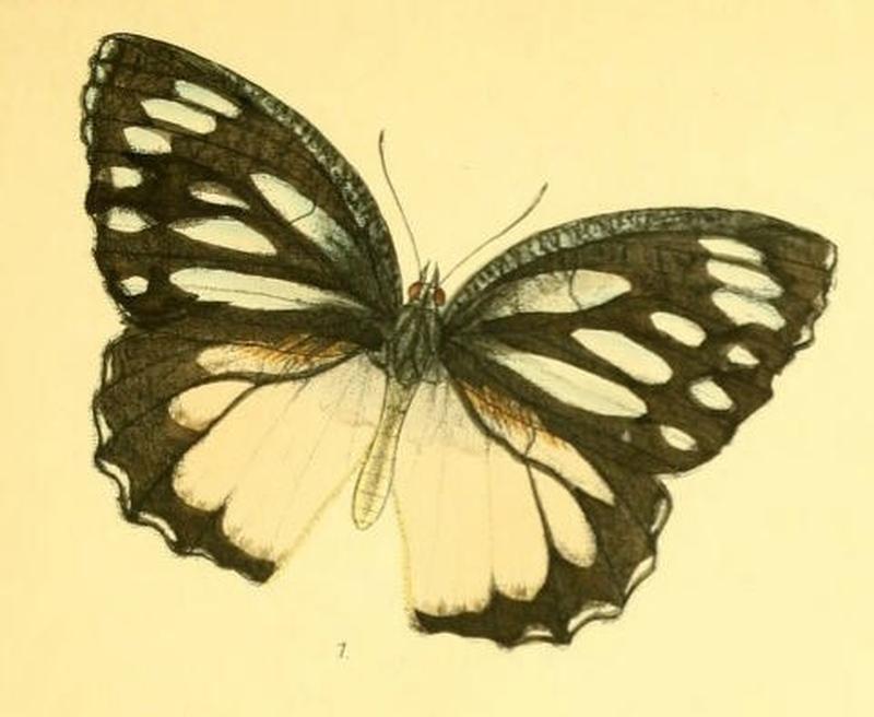 MimadeliasVasudeva142 1