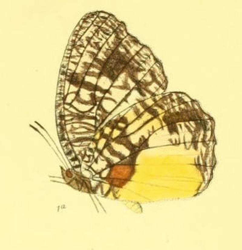 MimadeliasVasudeva142 1a