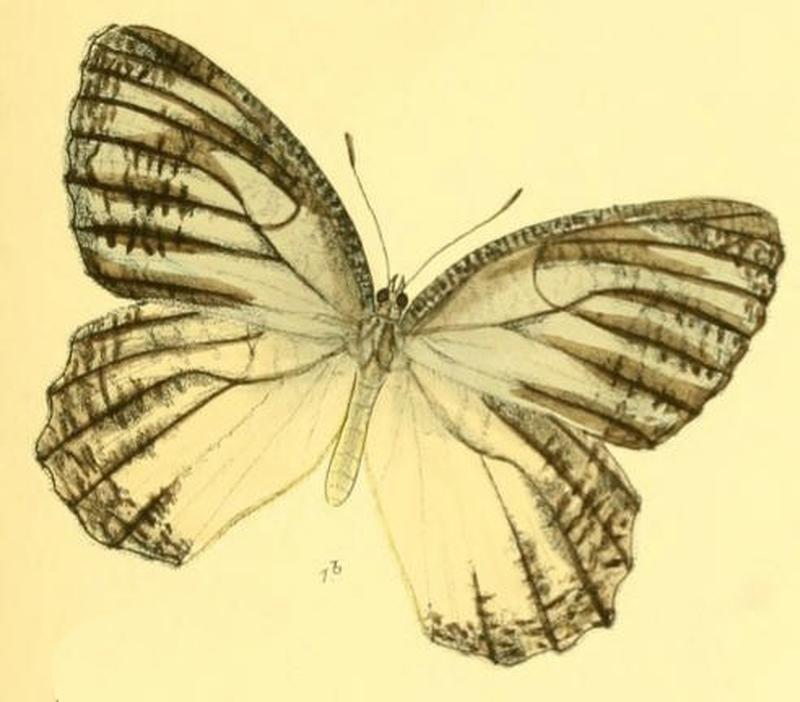 MimadeliasVasudeva142 1b