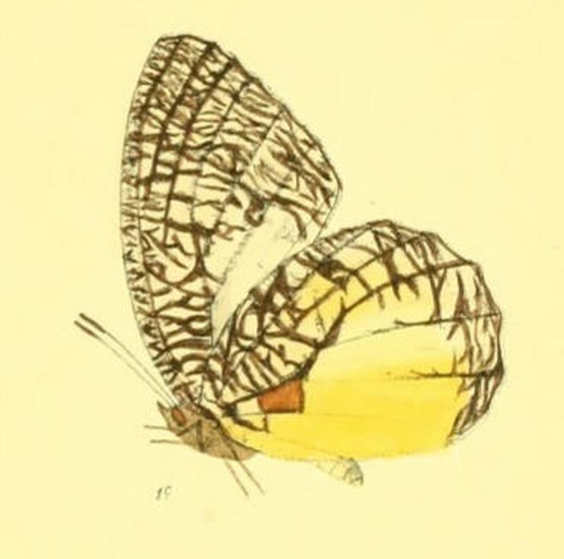 MimadeliasVasudeva142 1c