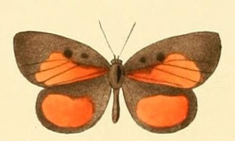 Mimeresia libentina