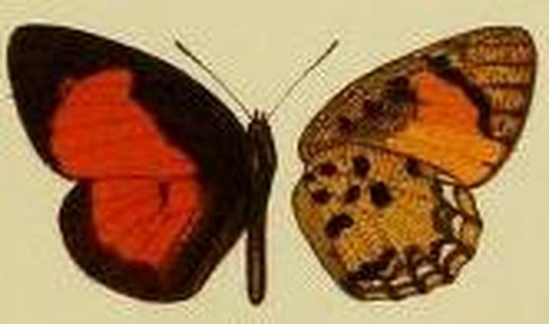 Mimeresia russulus