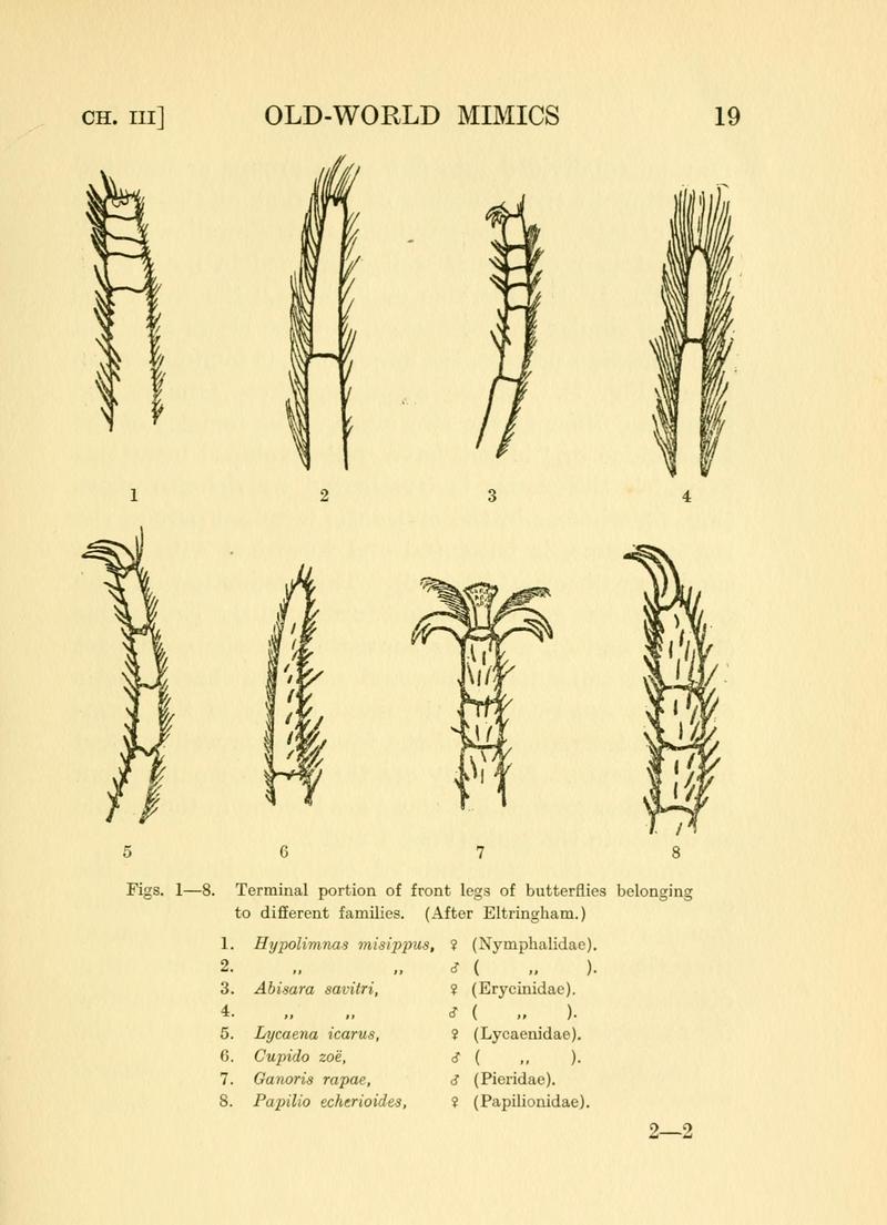 Mimicry in butterflies (Page 19) BHL8180317