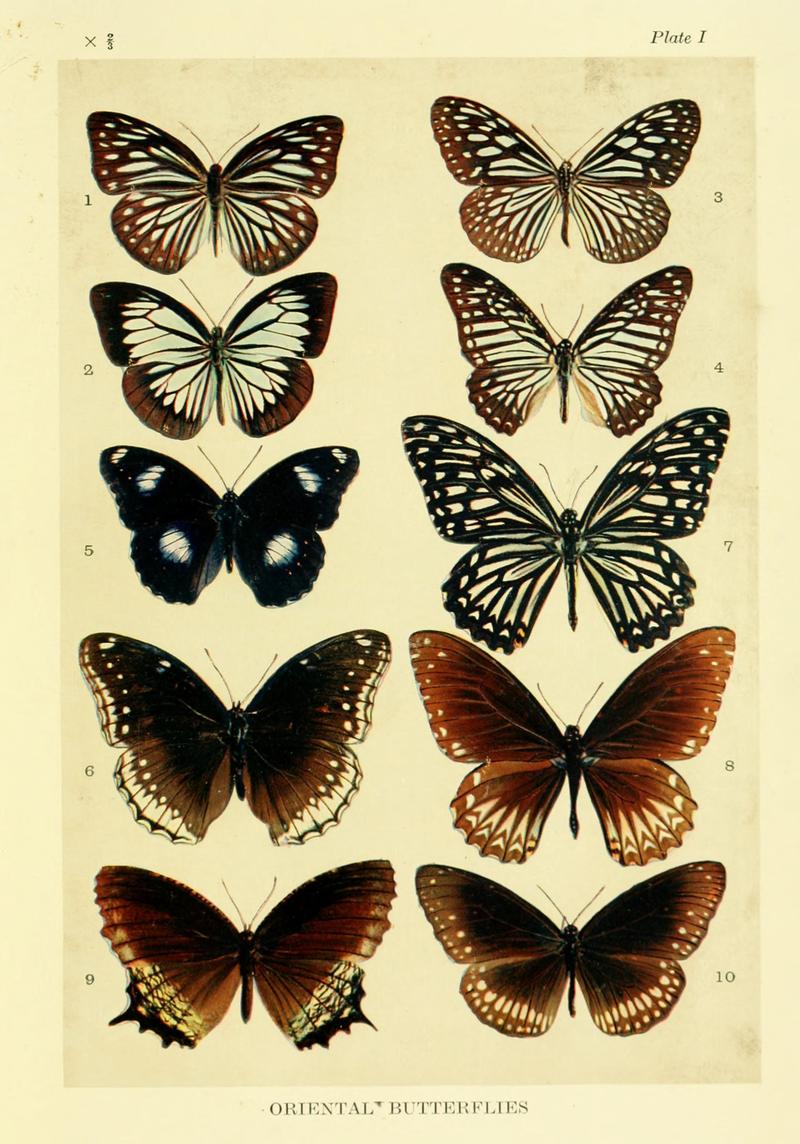 Mimicry in butterflies BHL8180482