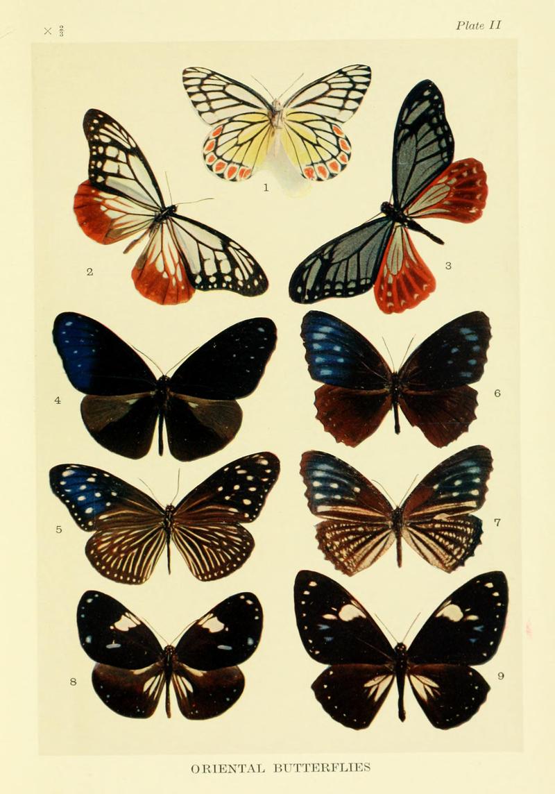 Mimicry in butterflies BHL8180486