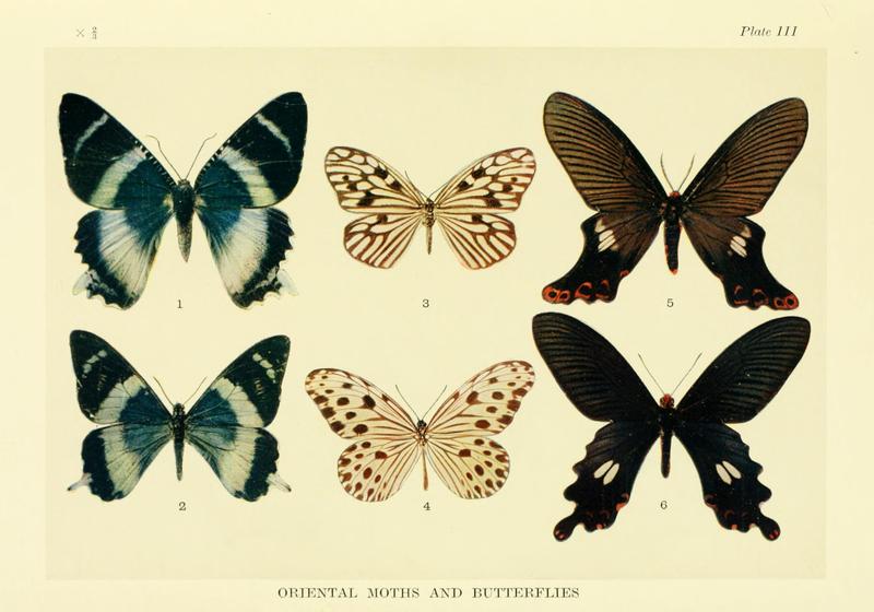 Mimicry in butterflies BHL8180490