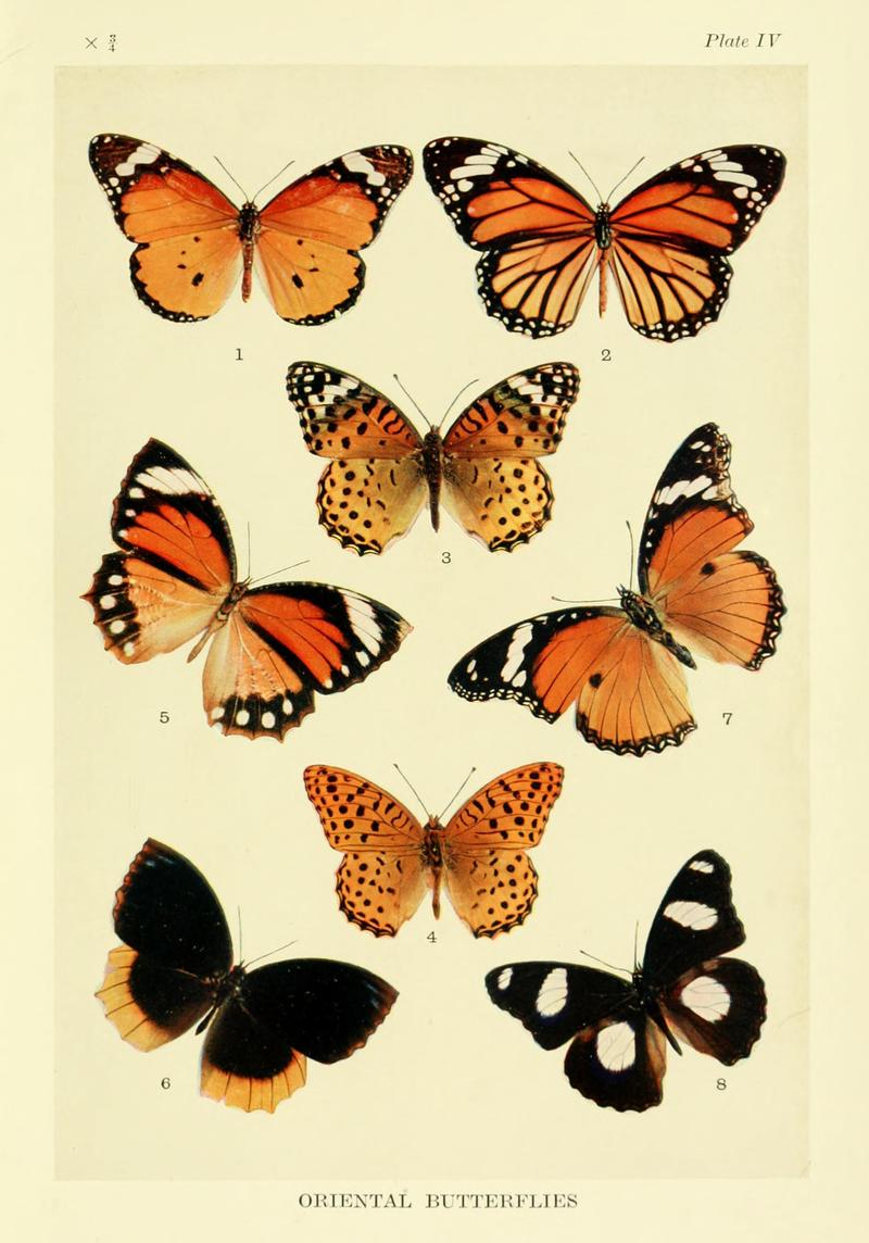 Mimicry in butterflies BHL8180494