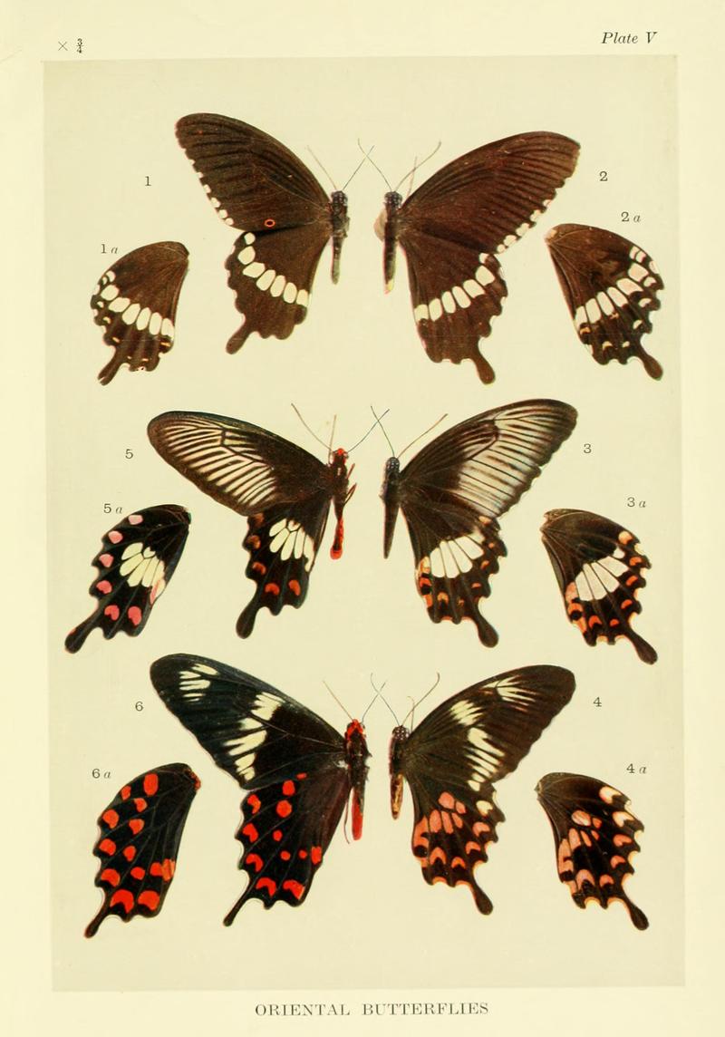 Mimicry in butterflies BHL8180498