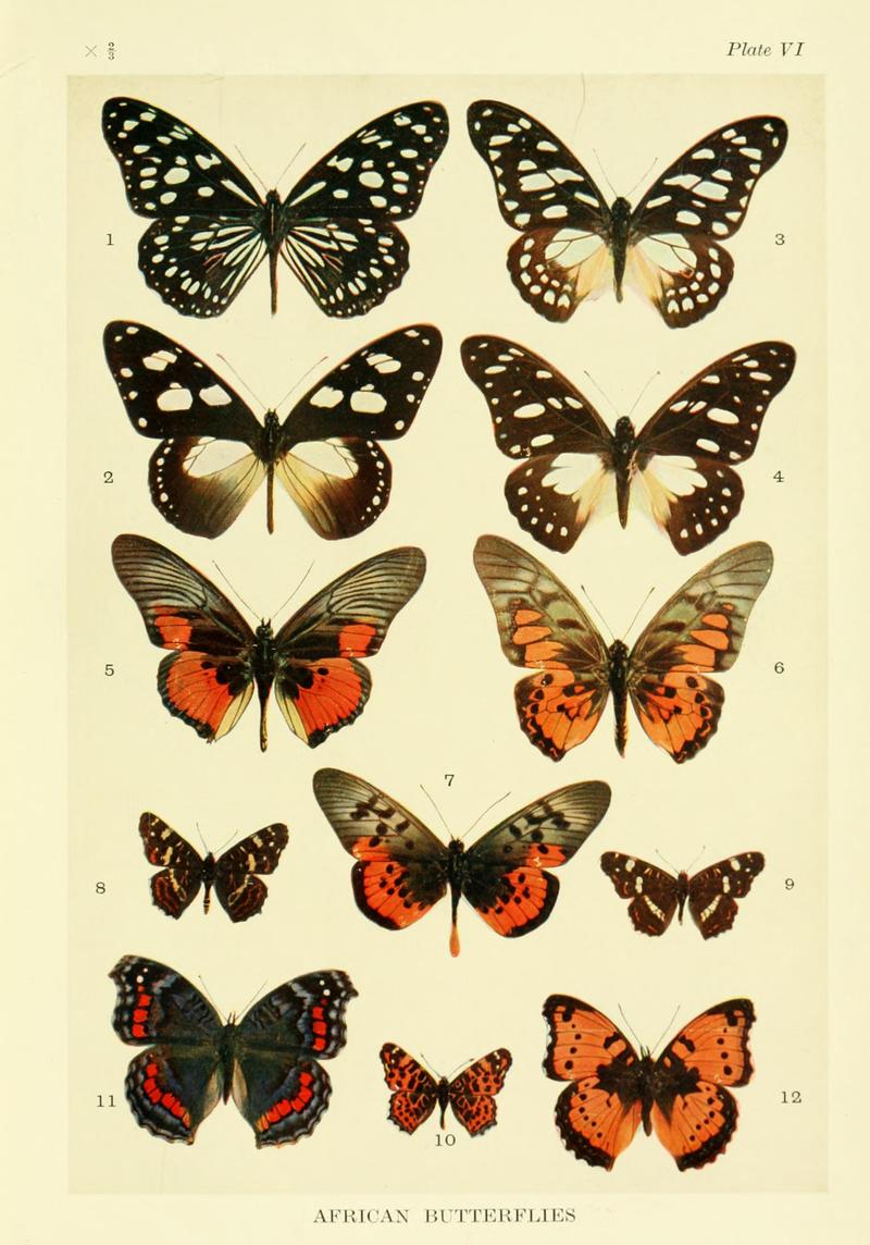 Mimicry in butterflies BHL8180502