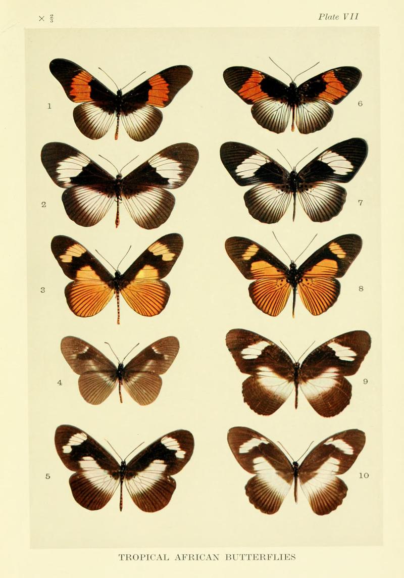 Mimicry in butterflies BHL8180506