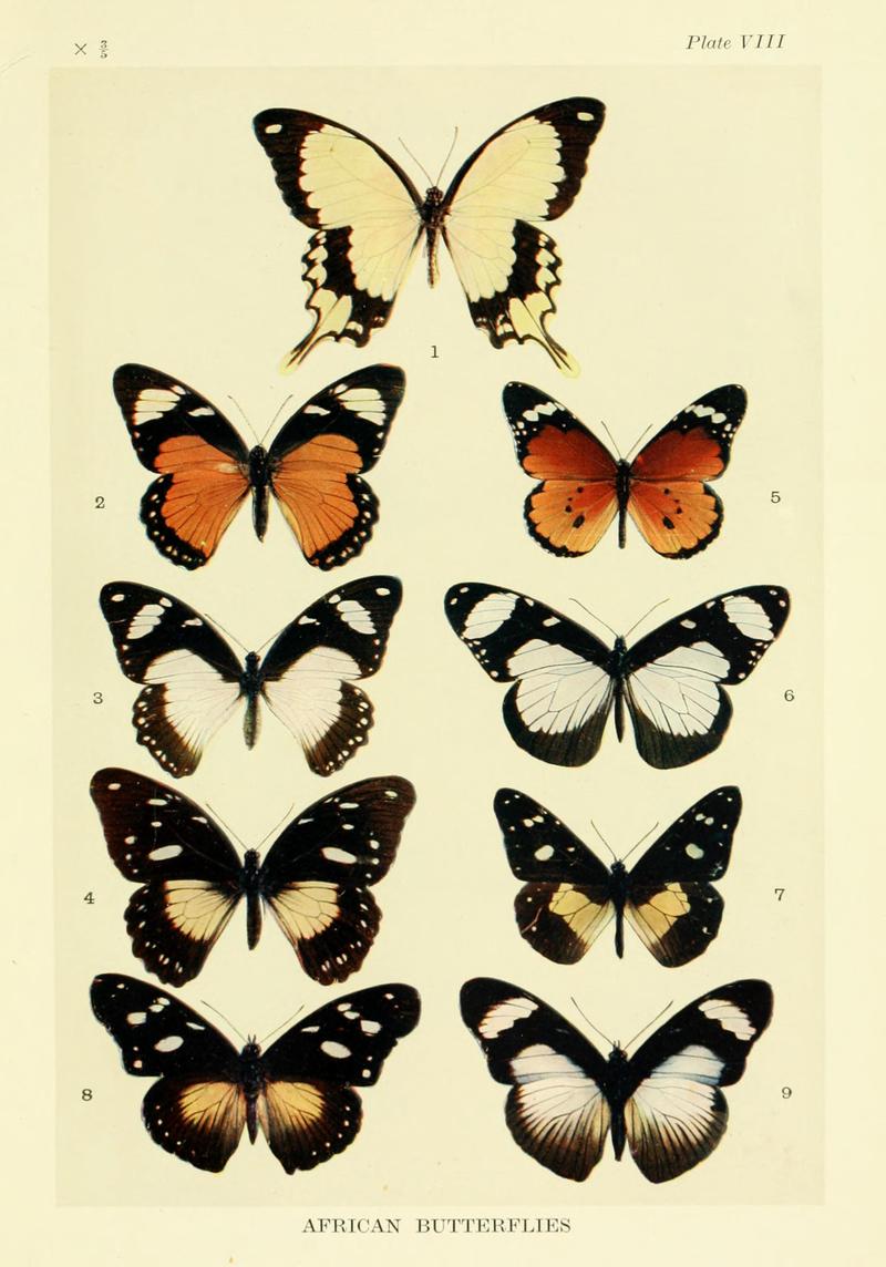 Mimicry in butterflies BHL8180510