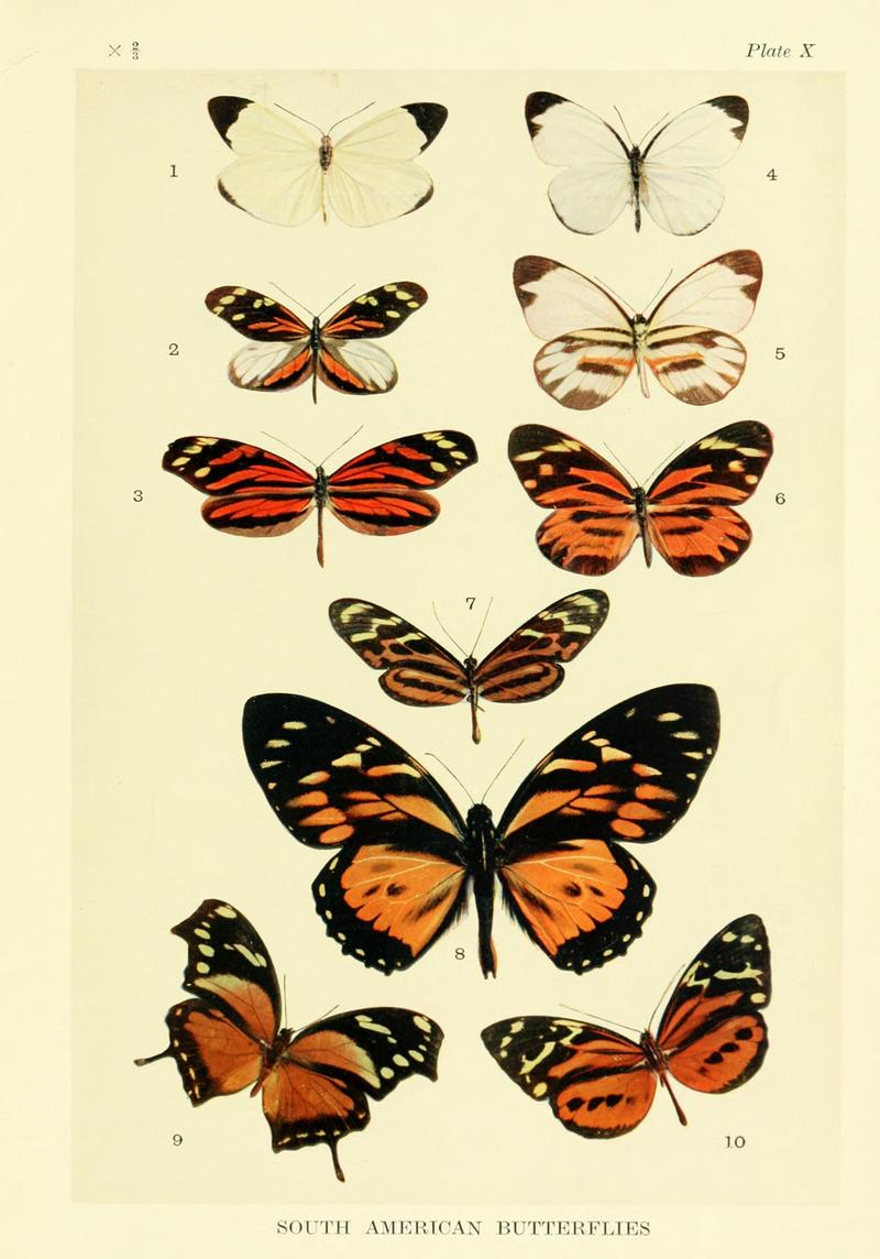 Mimicry in butterflies BHL8180516